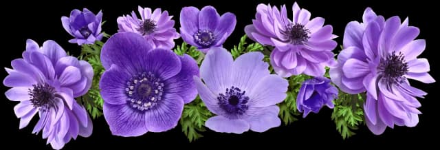 imagen flor morada